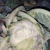 کلم گل|لوازم جانبی حیوانات|انزل, |دیوار