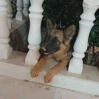 سگ  ژرمن ماده