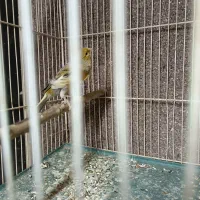 قناری نر اوپال زرد|پرنده|مشهد, رضاشهر|دیوار