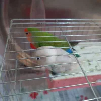 طوطی برزیلی