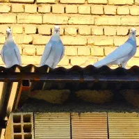 طوقی آبی|پرنده|خمینیشهر, |دیوار