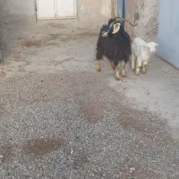 بز جوان و پر شیر