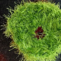 فروش عمده اسکاچ|لوازم نظافت|برازجان, |دیوار