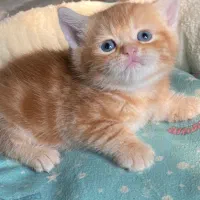 بریتیش و اسکاتیش های رویایی|گربه|رشت, آزادگان|دیوار