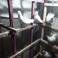 فروش فوری کبوتر پرشی به شرط