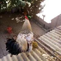 خروس