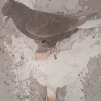 کبوتر بهبونی ماده دم سفید شمعک تخت