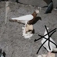 کبوتر کارمیولمز