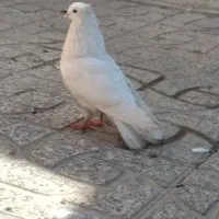 طوقی|پرنده|دره شهر, |دیوار