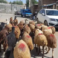 گوسفند داشتی جوان آبستن سنگین ۲تا ازشون زاییدن