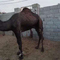 شتر ۷سال|حیوانات مزرعه|تخت, |دیوار