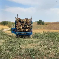 خرید انواع چوب .بالاترین قیمت نقد|خدمات باغبانی و درختکاری|خرمدره, |دیوار