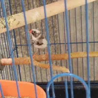 فنچ ماده رنگ خاص سرحال و بازیگوش