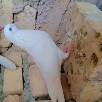 کبوتر سفید خوشرنگ تمیز|پرنده|اصفهان, ارداجی|دیوار