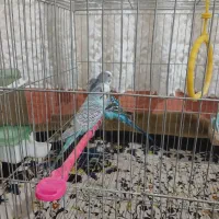 مرغ عشق|پرنده|میاندوآب, |دیوار