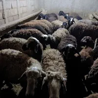 بره نر پای پروار|حیوانات مزرعه|بزینه رود, |دیوار