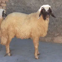 شیشک سنجابی