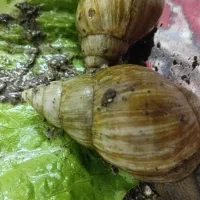 درآمد در خانه