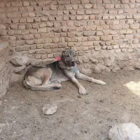 سگ عراقی
