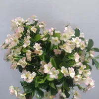 گل شکوفه|گل مصنوعی|بروجرد, |دیوار