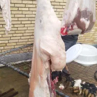 سلام گوشت فروشی|خوردنی و آشامیدنی|مسجد سلیمان, |دیوار