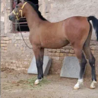 مادیان درشوری