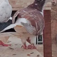 جوجه باخت رفته|پرنده|دماوند, گیلاوند|دیوار