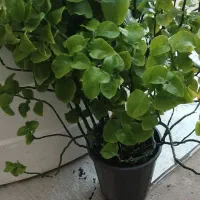 فروش گل سانسوریا سرحال شاداب|گل و گیاه طبیعی|بوشهر, |دیوار