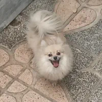 پامر خالص