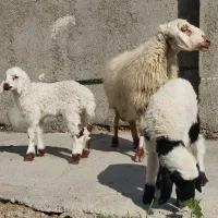 یک عدد میش زاییده سه تایی با دو بره بزرگ گوسفند