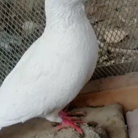 کبوتر سفید|پرنده|سراوان, |دیوار