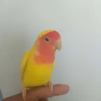 کوتوله زرد
