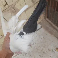 دم سیاه کلاهی و کوسه عتیقه|پرنده|کرمان, |دیوار