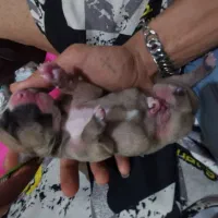 توله پیتبول گرید A وارداتی