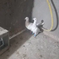 کفتررنگه|پرنده|مشهد, کشف|دیوار