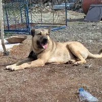 سرابی اصل ۱۶ماهه