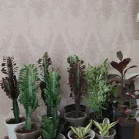 کاکتوس|گل و گیاه طبیعی|رشت, عینک|دیوار