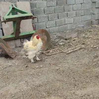 خروس برهما