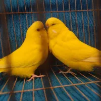 مرغ عشق انگلیسی|پرنده|بابل, |دیوار