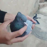 سبز کاشانی زوردار