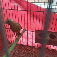 قناری ماده|پرنده|مبارکه, |دیوار