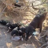 توله دوبرمن.مهران