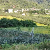 زمین باغ کیوی|فروش زمین و ملک کلنگی|ویلکیج, |دیوار