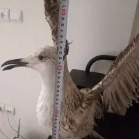 پرنده مصنوعی