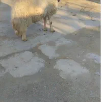 قوچ اصیل سنجابی