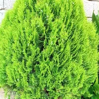 کامیس|گل و گیاه طبیعی|کلاچای, |دیوار