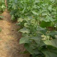 خیارگلخانه|خوردنی و آشامیدنی|خمک, |دیوار