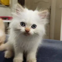 گربه پرشین ۲ رگه