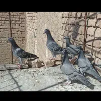 3 جفت جوجه مسافتی