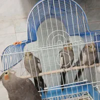 طوطی عروس|پرنده|لاهیجان, کوی زمانی|دیوار